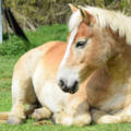 Haflinger