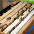Bienen Scheuring