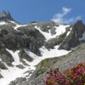 Almrosen und Schnee im Juni