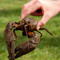Edelkrebs aus dem Diezlinger Teich