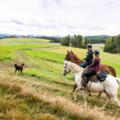 Wanderreiten im Pferdereich Mühlviertler Alm
