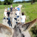 Alles rund um den Esel auf der Asinella Eselfarm
