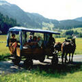 Kutschfahrten Hirtreiter