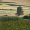 Auf dem Gedenkfeld über die Terassenfelder oberhalb von Saal a.d. Donau