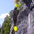 Bergblumen im Fels