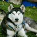 Husky Sommer