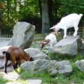 Streichelzoo im Stadtpark