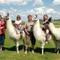 unsere Lamas
