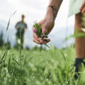 eine Person beim Pflanzenpflücken auf einer Wiese - Symbolbild