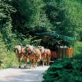 Kutschenfahrten im Reichraminger Hintergebirge