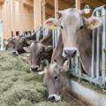 Kühe füttern im neuen Laufstall