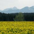 Einzigartig im Allgäu - die Löwenzahnblüte