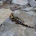 Feuersalamander