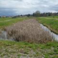 Das schilfbewachsene Regenwasserrückhaltebecken am Gräbenbach nordöstlich von Raisting.