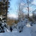 Wilder Winterwald