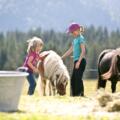 Ponys auf der Hefteralm