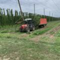 Hopfenernte bei Königsfeld