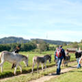 Wandern mit Eseln