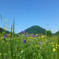 Blumenwiese im Konstanzer Tal