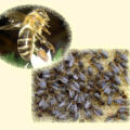Bienen