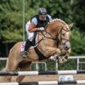 M.-europaeisches Haflingerchampionat (c) Reitverein Stampfental