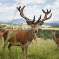 Rotwild am  am Rundlehrpfad bei der Schönegger Käsealm