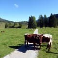 Auf der Alm gelten ganz spezielle Vorrangsregeln.
