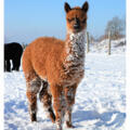 Oberstein Alpaca im Winter