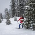 Lichter Zirbenwald beim Start von der Hütte zum Toreck