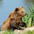Bär im Wildpark Poing