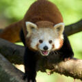 Zoo Salzburg - Roter Panda
