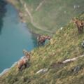 Gämsen über dem Gaisalpsee