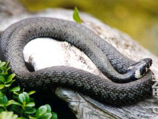 Reptilienzoo Nockalm