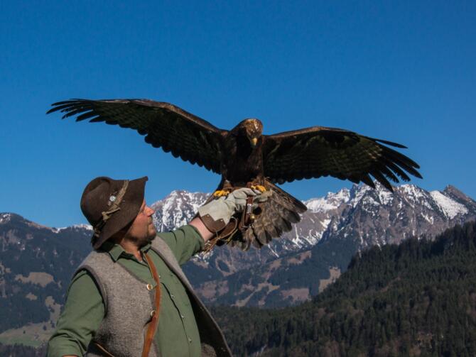 Herr Lohmüller mit einem Steinadler im Alpenwildpark