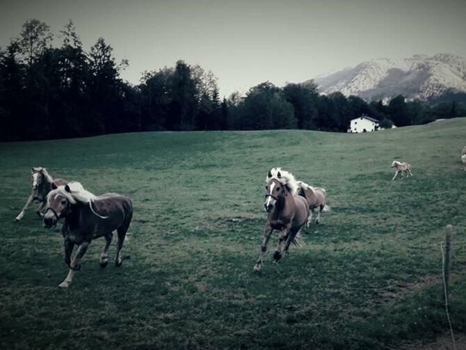 Haflingerhof Lankmaier