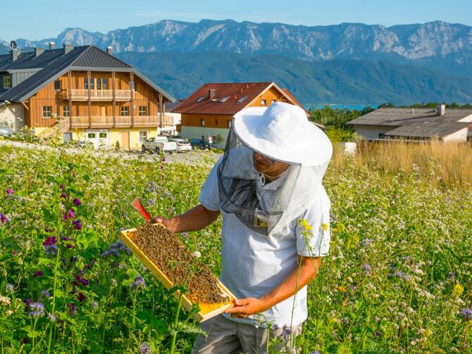 Bienenhof Attersee