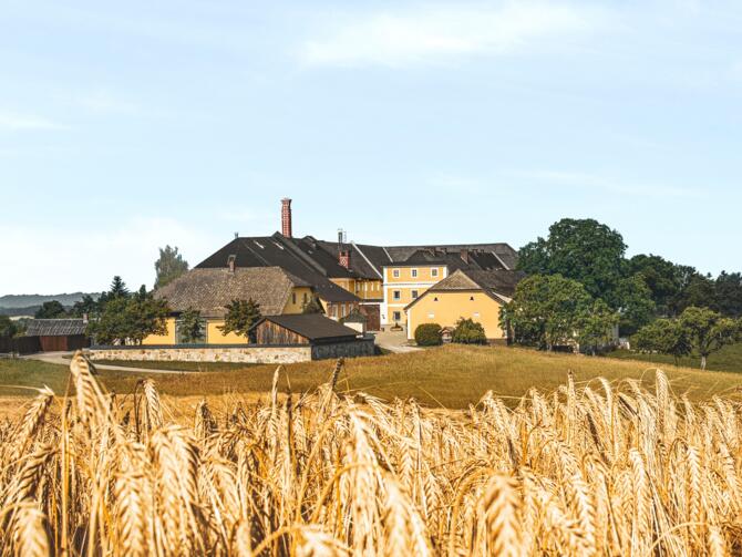 Brauerei mit Gerste