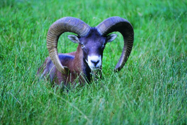 ... andere Wildtiere