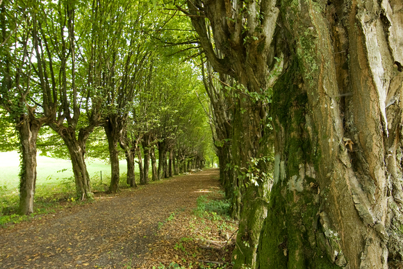 Hainbuchenallee
