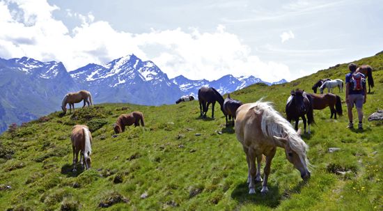 Blick hinauf zum Zischgeles