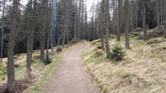 Durch lichten Lärchenwald entlang des "Grüß-Gott-Weges" über die Telfeser Wiesen mit kurzen knackigen Anstiegen und sanften Abfahrten.