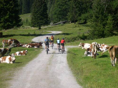 Weg zur Fallhausalm