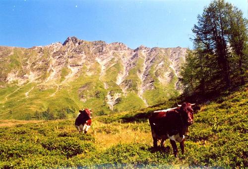 Kühe auf der Glettenalm