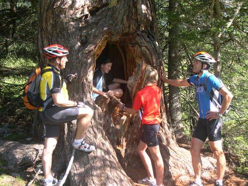 Baum bei der Fallhausalm