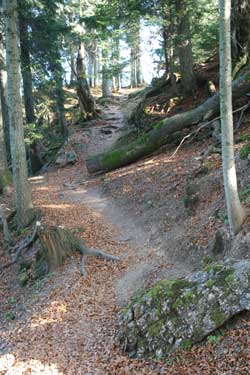 Durch den Wald