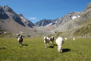 Schafe nähe Neue Regensburger Hütte