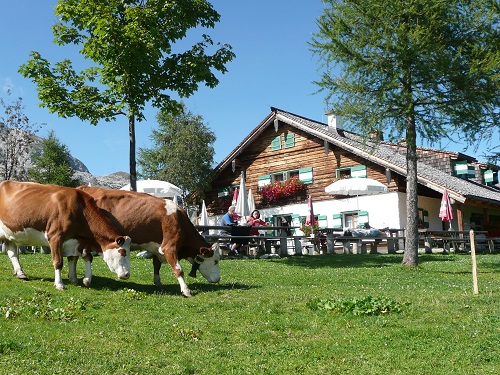 Kühe auf der Mitterfeldalm