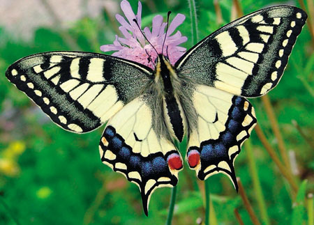 Schwalbenschanz-Schmetterling