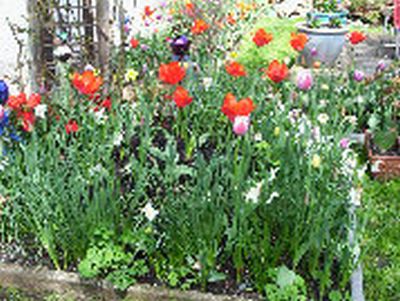 Tulpenbeet