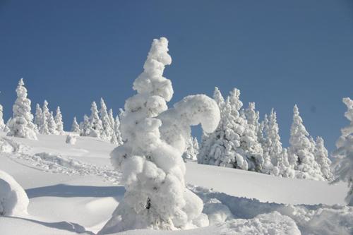 Schneebaum